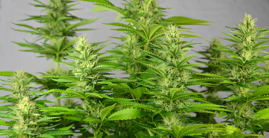 3e-week-sIlver-haze-bloeiende-wietplant (1) wietplant haze in bloei toppen