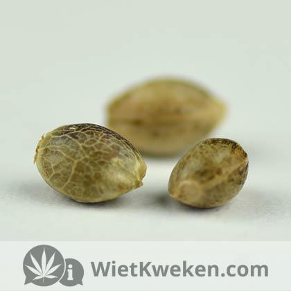 Amnesia-haze-autoflowering-vision-seeds amnesia haze autoflower vision seeds