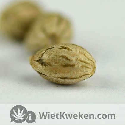 Amnesia-haze-huismerk-wietzaadjes amnesia haze huismerk