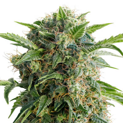 AutoDaiquiri-Lime-dutch-passion-autoflowering-feminised dutch passion autodaiquiri lime