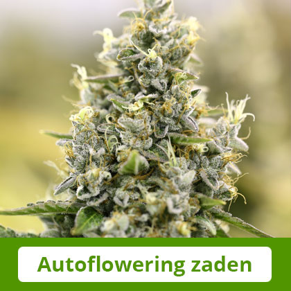 Autoflowering-Zaden-Barneys-Farm Autoflowering Zaden van Barney's Farm - Gemakkelijk te telen, snel te oogsten