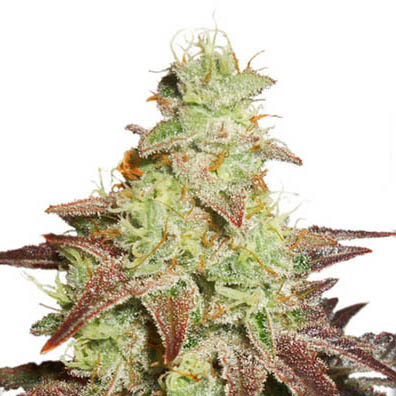 Autonight-queen-dutch-passion-autoflower dutch passion autonight queen