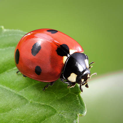 Bladluis-vijand-lieveheersbeestje bladluis bestrijden