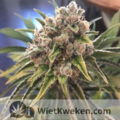 Blueberry-OG-Barneys-Farm Blueberry OG Barney'sFarm