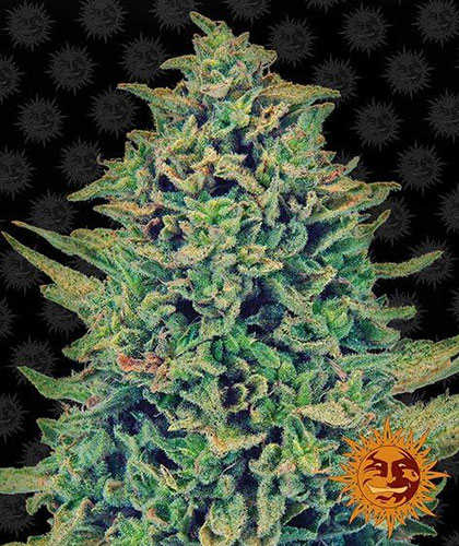 CBD-Blue-Shark-Barneys-Farm CBD Blue Shark van Barney's Farm