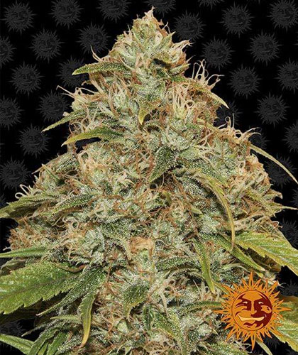 CBD-Lemon-Potion-Auto-Barneys-Farm CBD Lemon Potion Auto van Barneys Farm