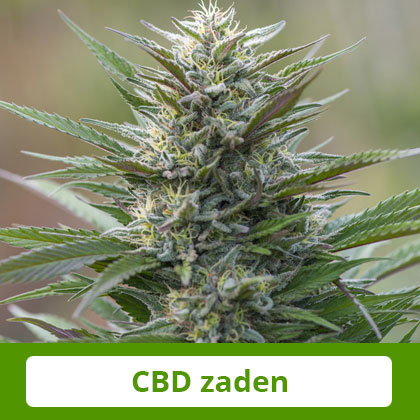 CBD-Zaden-Barneys-Farm CBD Zaden van Barney's Farm - Zacht en evenwichtig effect, therapeutisch potentieel