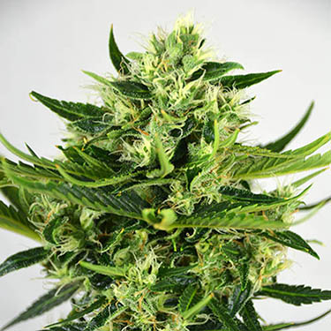 CBD-blueberry-medicinaal-huismerk-wietzaadjes medicinaal tegen depressief gevoel