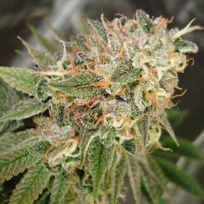 Cookies-Kush-Barneys-Farm Cookies Kush Barney's Farm