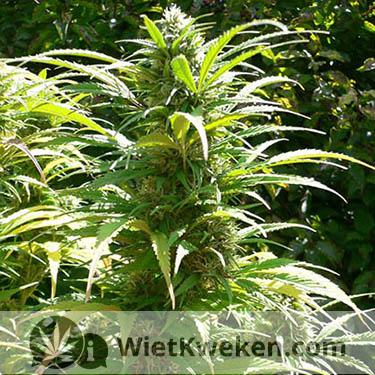 Dutch Passion - Durban Poison