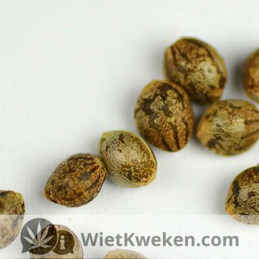 Foto-super-silver-haze-wietzaden Silver haze wietzaad