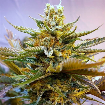 G13-Haze-Barneys-Farm G13 Haze Barney's Farm