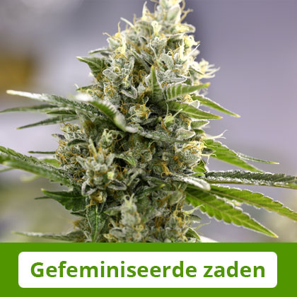 Gefeminiseerde-Zaden-Barneys-Farm Gefeminiseerde zaden van Barney's Farm - Zeer productief en uiterst krachtig