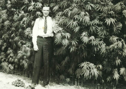 geschiedenis cannabis
