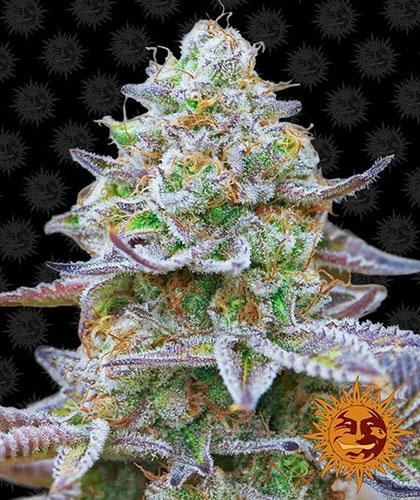 Gorilla-Zkittlez-Barneys-Farm Gorilla Zkittlez van Barney's Farm