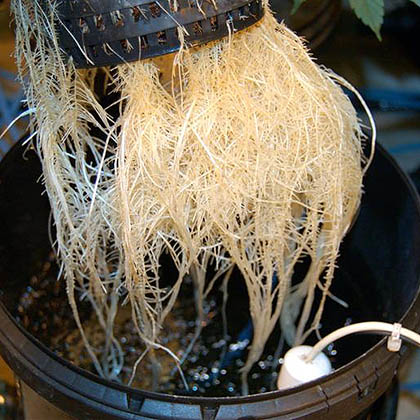 wiet kweken op hydro