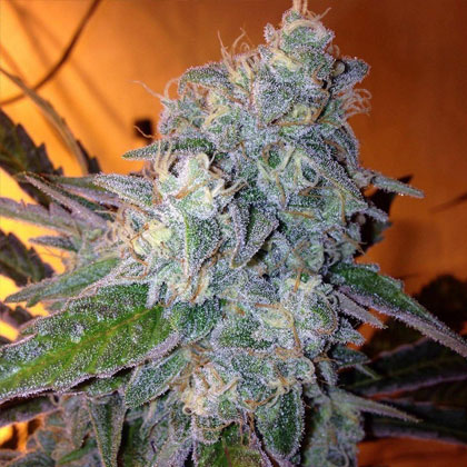 Liberty-Haze-Barneys-Farm Liberty Haze Barney's Farm