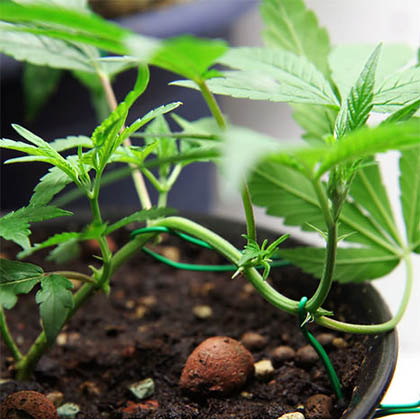 Low Stress Training wietplant