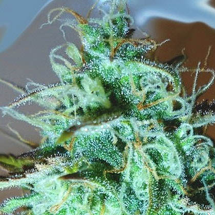 Medicinale-cannabis-tegen-pijn medicann seeds medicinale cannabis