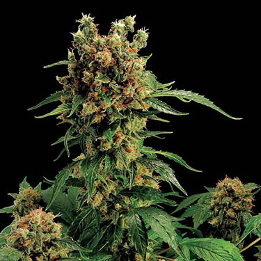 Medicinale-cannabis-tegen-slaapproblemen medicinale cannabis slapen nachtrust