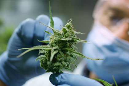 Medicinale-cannabis Medicinale cannabis