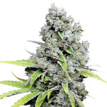 Medicinale-wiet-bij-slaapproblemen-nachtrust medicinale canabis slecht slapen