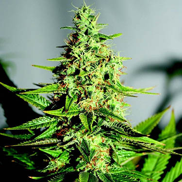 Medicinale-wiet-tegen-chronische-pijn cannabis tegen pijn