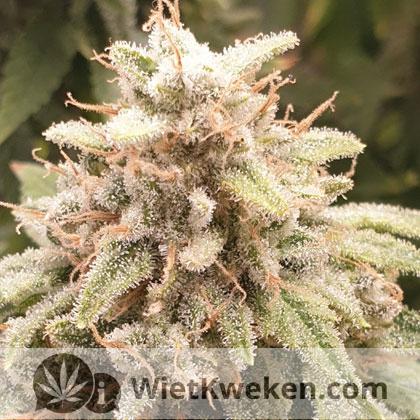 Orange-Sherbet-Barneys-Farm Orange-Sherbet-Barneys-Farm