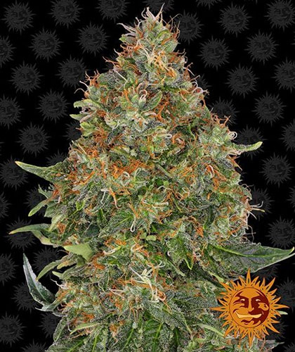 Pineapple-Express-Auto-Barneys-Farm Pineapple Express Auto van Barney'sFarm