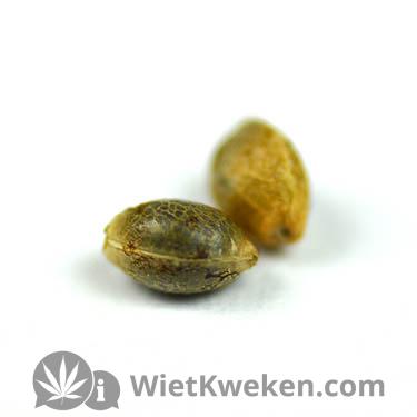 Purple-haze-G13-Labs-Seeds Purple Haze G13 Labs