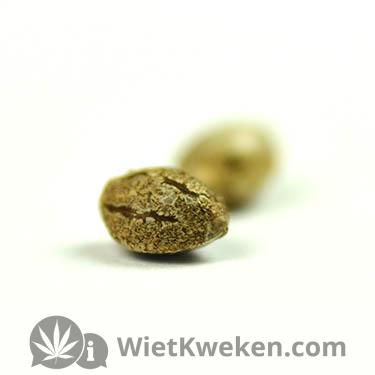 Purple-haze-White-label-seeds Purple Haze White Label