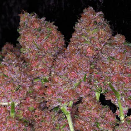 Purple-haze-paarse-kleur-wiet paars purple haze