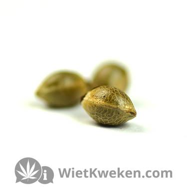 Purple-haze-positronics-seeds Positronics Purple Haze zaden