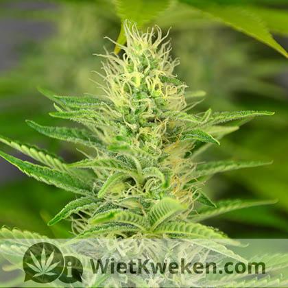 SIlver-haze-3e-week-bloei 3e week bloei van een haze wietplant