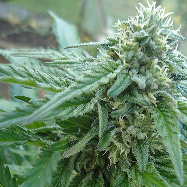 sensi seeds early skunk