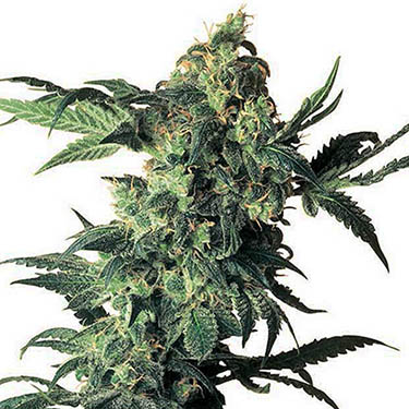 sensi seeds northern lights