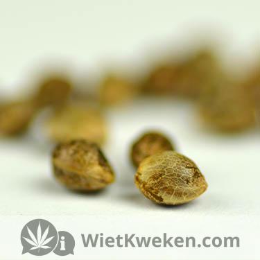 Silver-haze-afbeelding Super silver haze plaatjes
