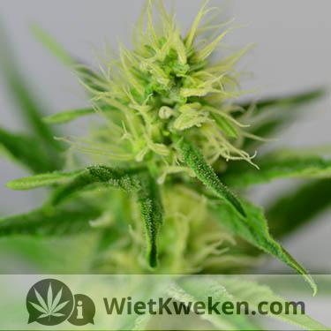 Silver-haze-wietplant-bloei 1e week bloei silver haze wiet