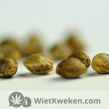 Silver-haze-wietzaadjes-plaatje Silver haze wietzaden cannabis