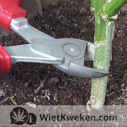 Stam-wietplant-door-knippen wietplant oogsten