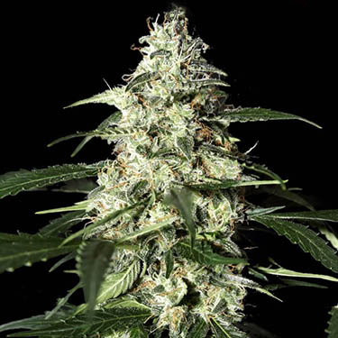 strain hunters skunk auto