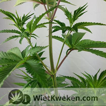 Super-crop-Wietplant-omknakken Super Cropping wietplant