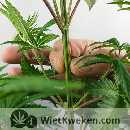 Super-crop-Wietplant-waar-omknakken Super cropping op de juiste manier