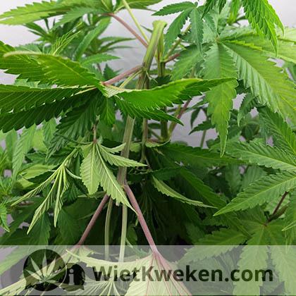 Super-crop-resultaat super crop wiet