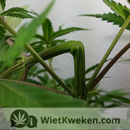 Super-crop-wietplant-na-cropping Super Crop cannabis