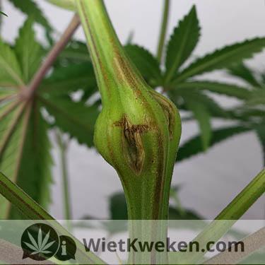 Super-crop-wietplant-omknakken-resultaat Cropping herstel