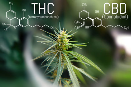 THC-CBD-gehalte Werkzame stoffen THC en CBD-gehalte