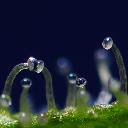 THC-trichomen-close-up THC trichomen wiet top