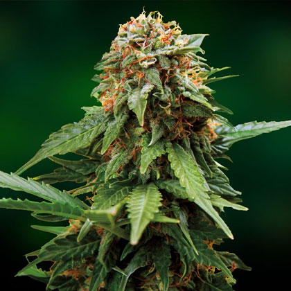 Tangerine-Dream-Barneys-Farm Tangerine Dream Barney's Farm