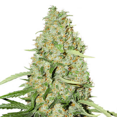 Think-different-12-12-dutch-passion-feminised-wietzaadjes dutch passion think different 12/12